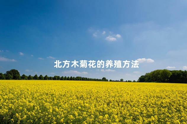 北方木菊花的养殖方法