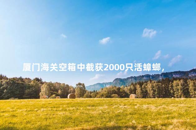 厦门海关空箱中截获2000只活蟑螂，海关蟑螂