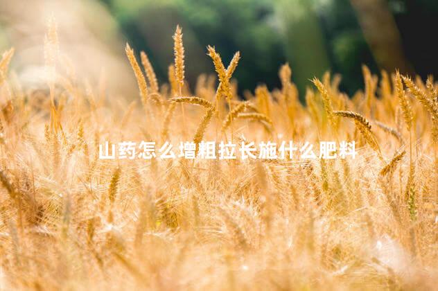 山药怎么增粗拉长施什么肥料