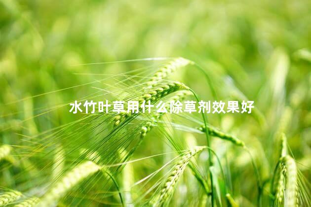 水竹叶草用什么除草剂效果好