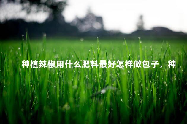 种植辣椒用什么肥料最好怎样做包子，种植辣椒用什么肥料最好