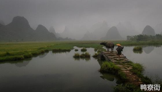 水牛的寿命最长多少年