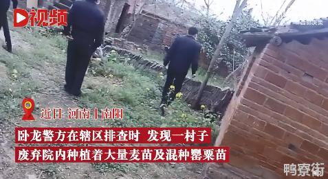 男子为尝鲜荒院内种250株罂粟苗