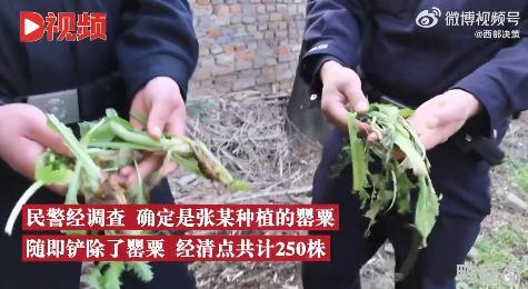 男子为尝鲜荒院内种250株罂粟苗